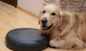 how to introduce a dog to robot vacuum