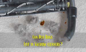 Can Bed Bugs Live in Vacuum cleaners