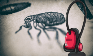 Can fleas get out of vacuum cleaner