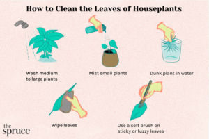 How to Clean House Plant Leaves