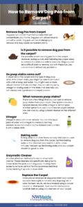 How to Clean Up Dog Poop in House
