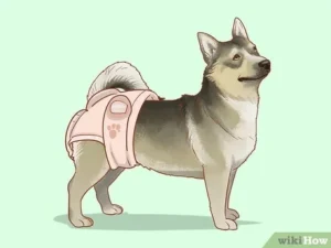 How to Keep House Clean When Dog is in Heat