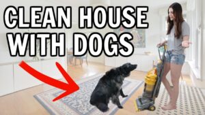 How to Keep Your House Clean With Dogs
