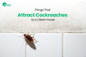 What Attracts Roaches in a Clean House