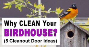 When to Clean Out Bird Houses