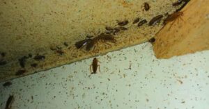 Why Do I Have Roaches in My Clean House