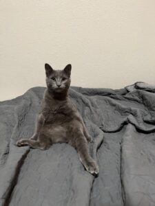 How to Clean a House That Had Cats